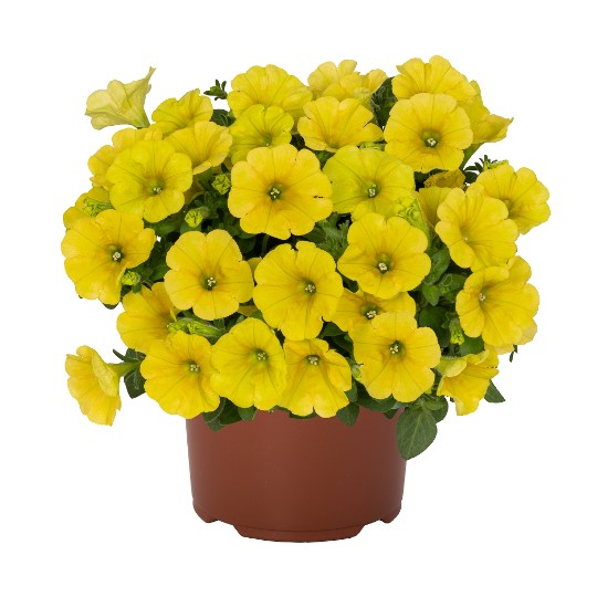 Potunia® Canary Yellow 2027 (Intrinsa)