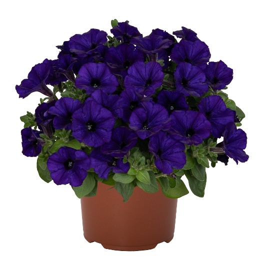 Sweetunia® Blue (Intrinsa)