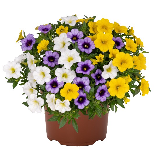 Confetti Garden® Hawaiian Mahalo 2027