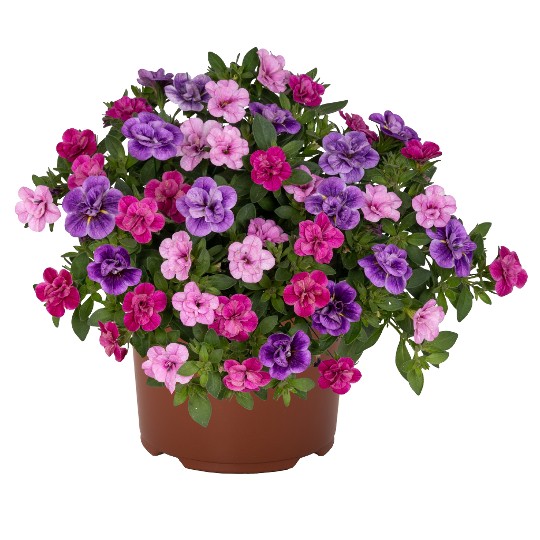Confetti Garden® MyGirly