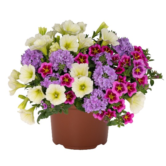 Confetti Garden® Pacific Islands