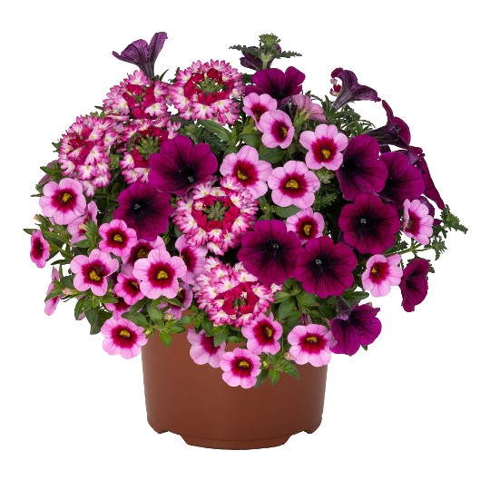 Confetti Garden® Pirate's Beauty