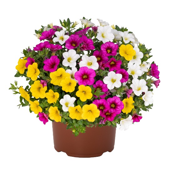 Confetti Garden® Hawaiian Hana 2027