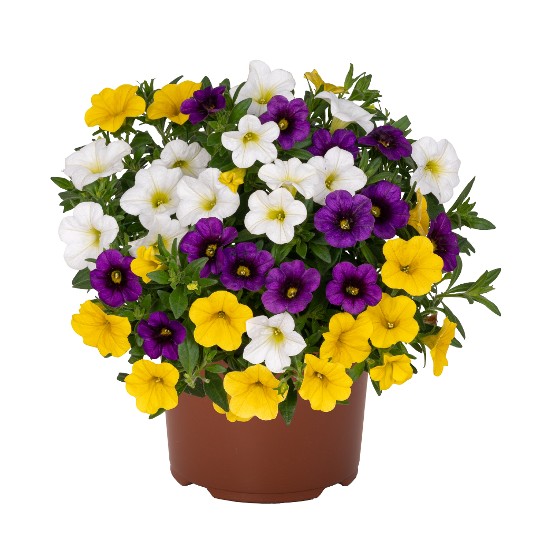 Confetti Garden® Hawaiian Hoku Star 2027