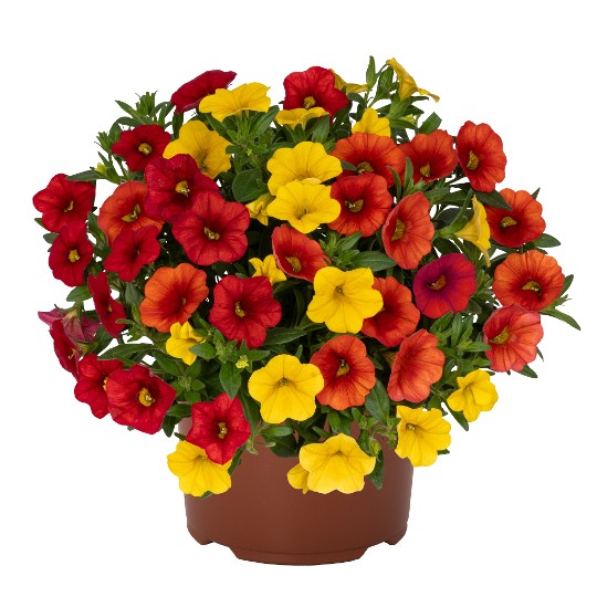 Confetti Garden® Hawaiian Summer