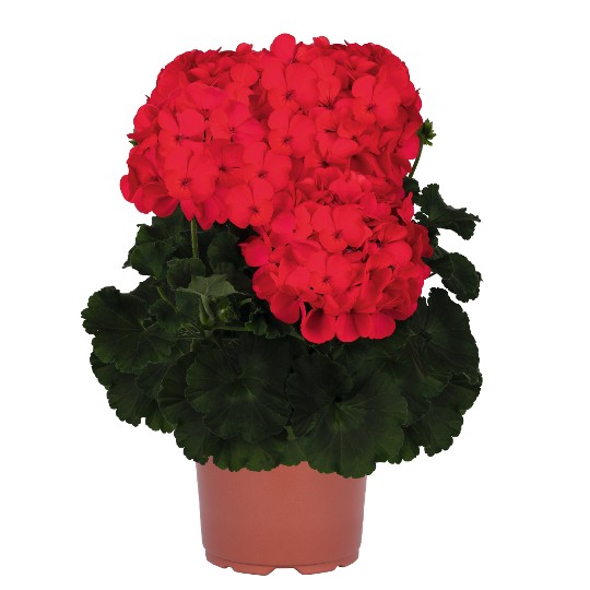 Sarita® Coral 70