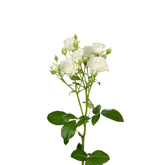 White Kiss+