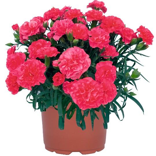 Oriental Pink Heart