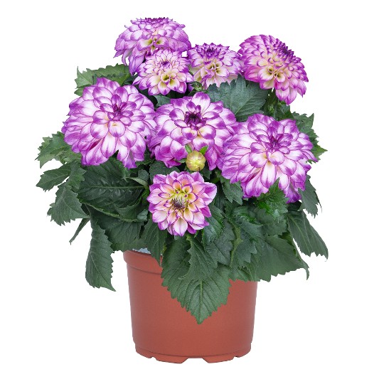Hypnotica® Purple Bicolor