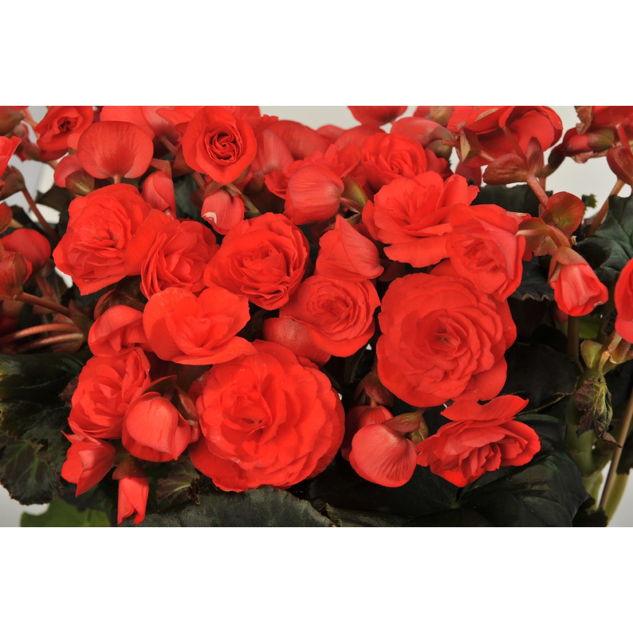 Solenia Red - Products - Dümmen Orange