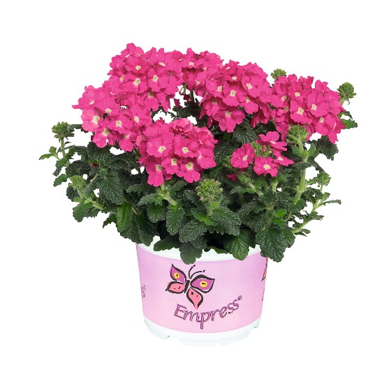 Empress® Flair Pink Charme