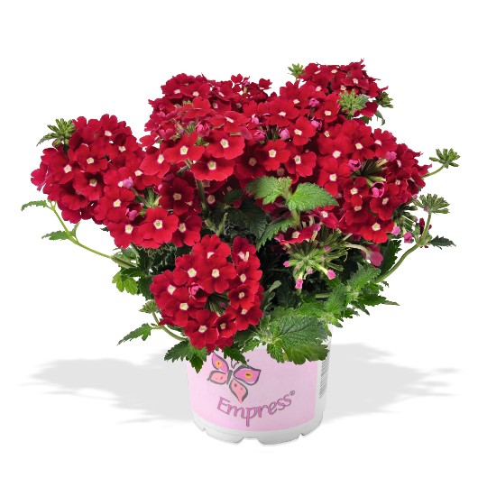 Empress® Flair Cherry Charme - Products - Dümmen Orange