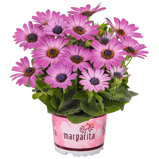 Margarita Dark Pink