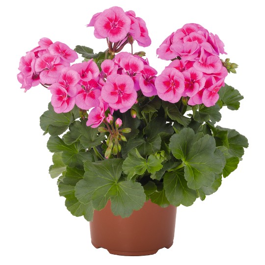 Sarita® Lilac Splash