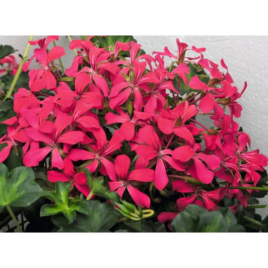 Classic Single Decora Rouge