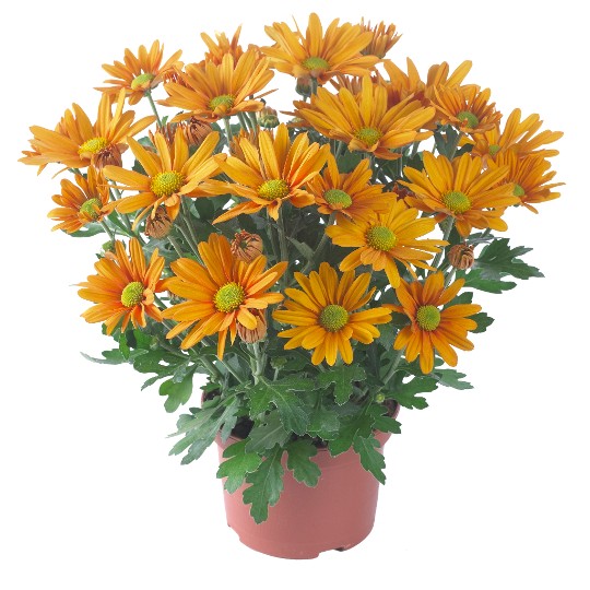 Breeze Orange