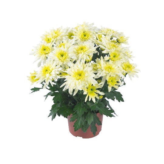 Chrystal Lemon