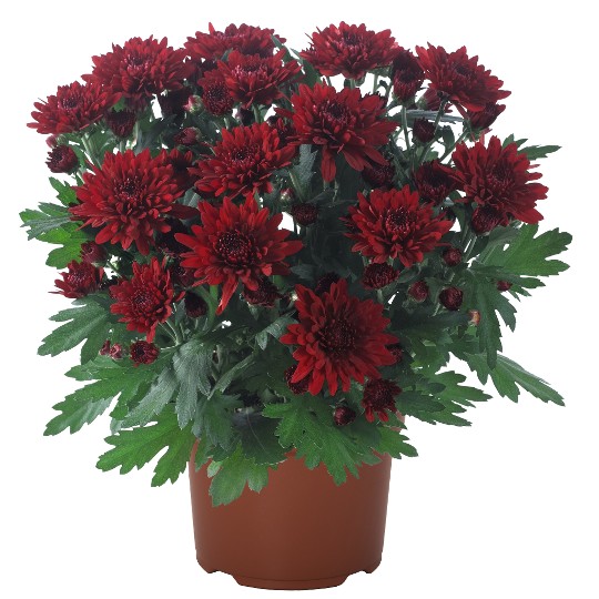 Chrystal Red