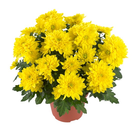 Chrystal Yellow
