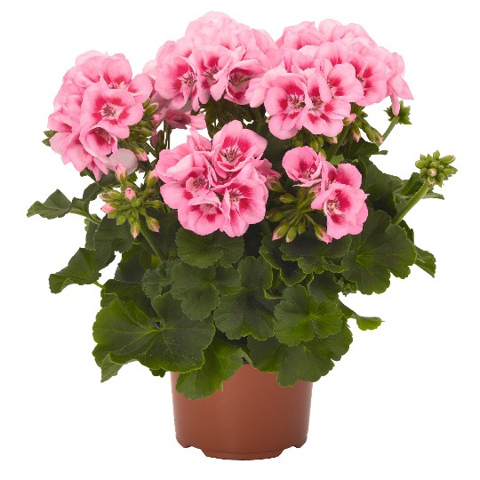 Survivor Idols® Pink Mega Splash