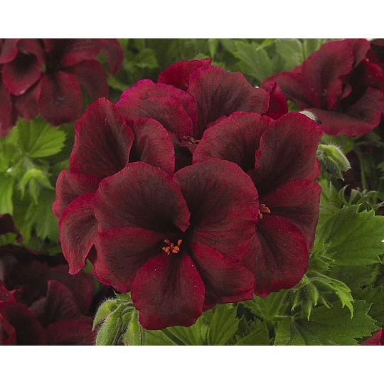 Elegance Burgundy