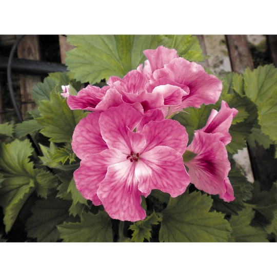 Elegance Cherry Blush