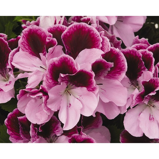 Elegance Purple Majesty