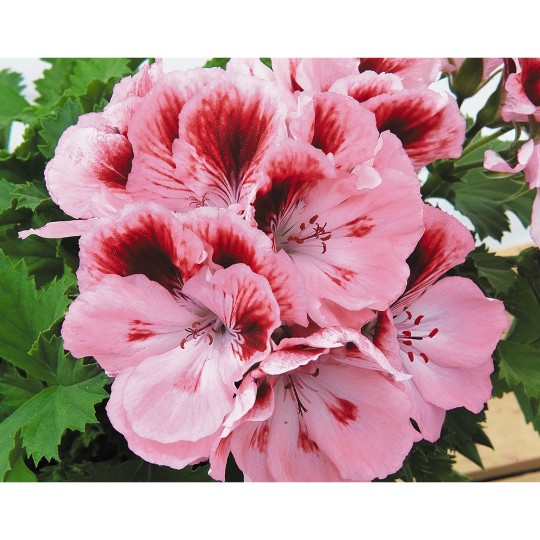 Elegance Rose Bicolor