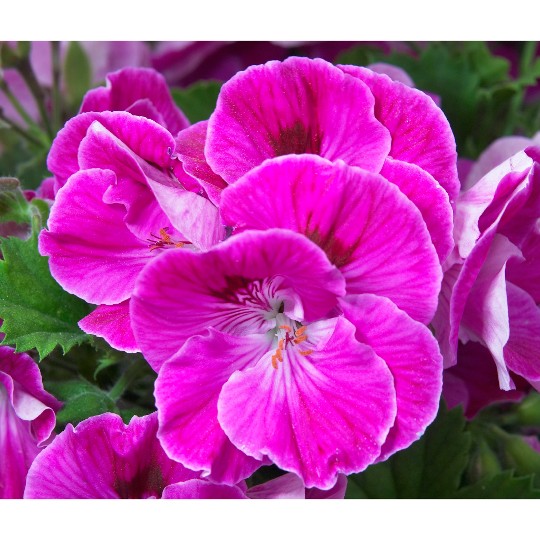 Elegance Lilac Sachet