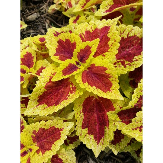 Stained Glassworks® Raspberry Tart