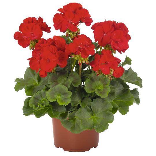 Maestro Idols Sassy Dark Red