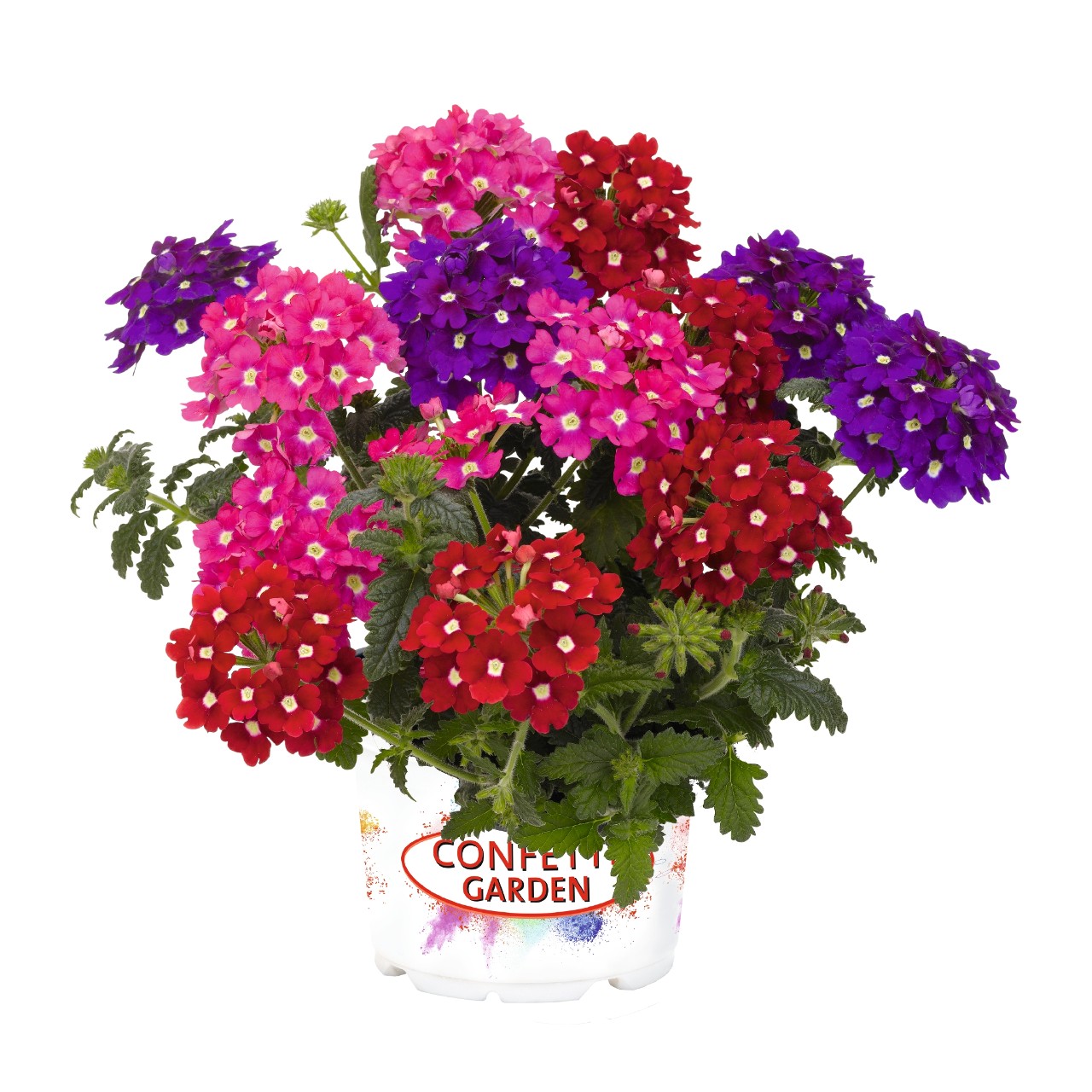 Confetti Garden® Royal Charme Products Dümmen Orange