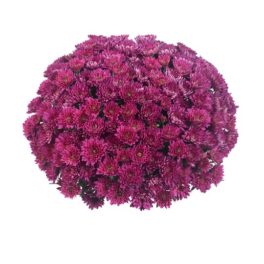 Ecstatic Purple (SB Purple)