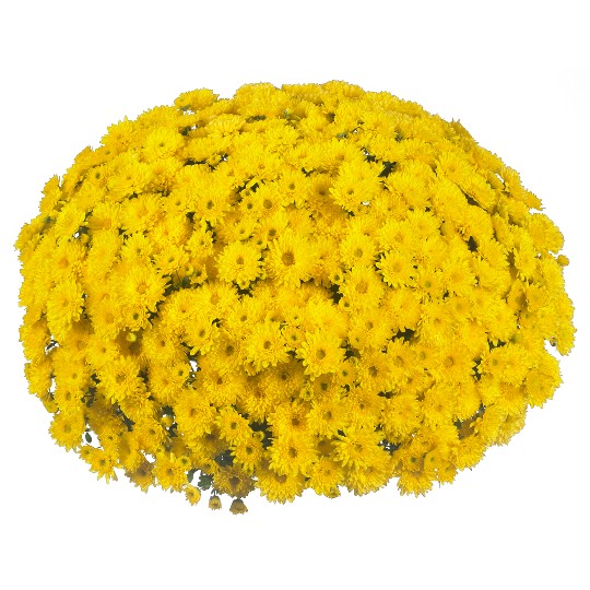 Cruise Yellow (DB Dark Yellow)