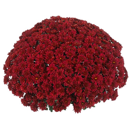 Cheer Red (SB Red)