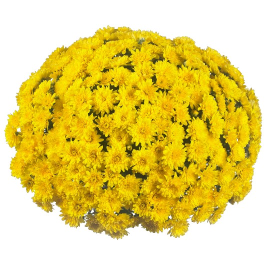 Wonder Yellow (SB Yellow)