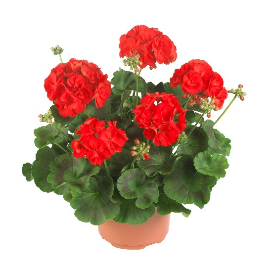 Maestro Idols Bright Red