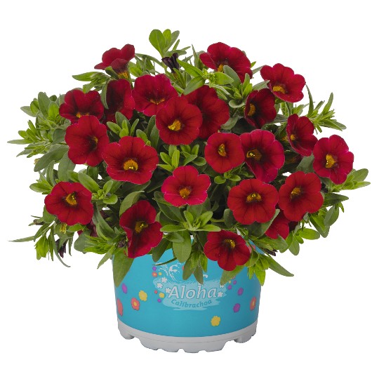Aloha Nani Dark Red