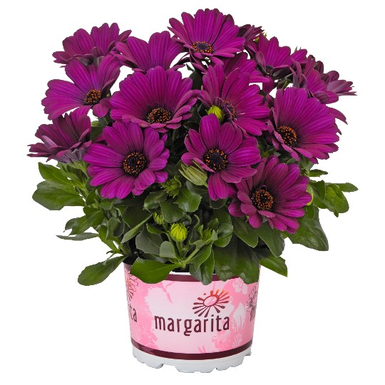 Margarita Purple