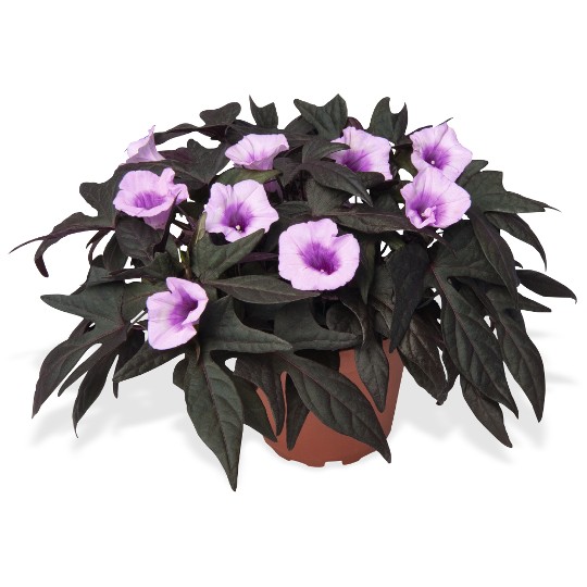 FloraMia Nero