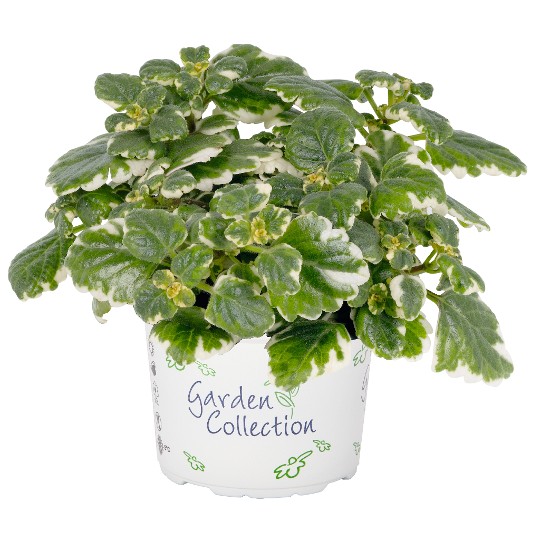 Plectranthus variegata