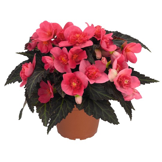 I'CONIA® Portofino Hot Pink (First Kiss)
