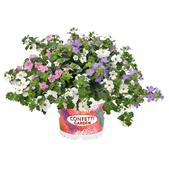 Confetti Garden® Coconut Coast 2026