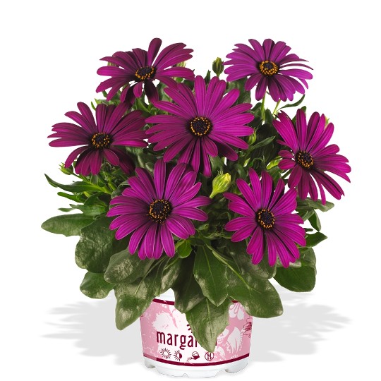 Margarita Cool Purple