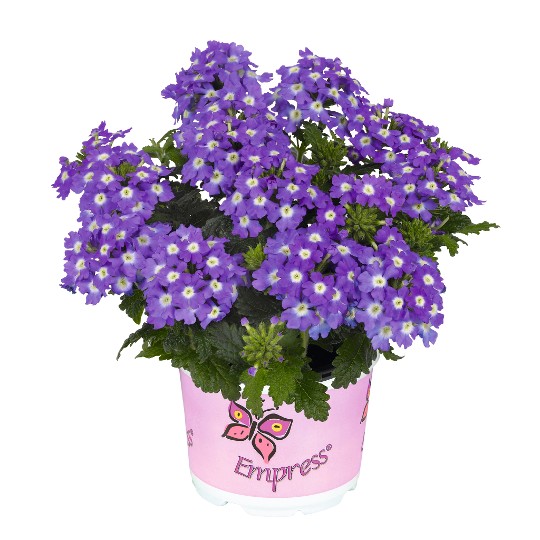 Empress® Flair Purple Charme