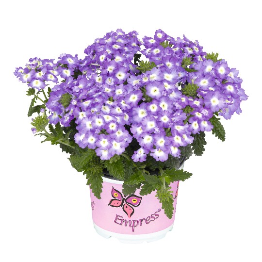 Empress® Flair Blue Charme