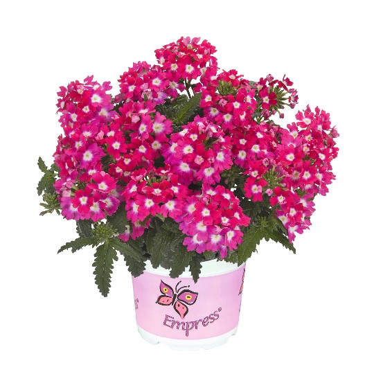Empress® Flair Cherry Charme