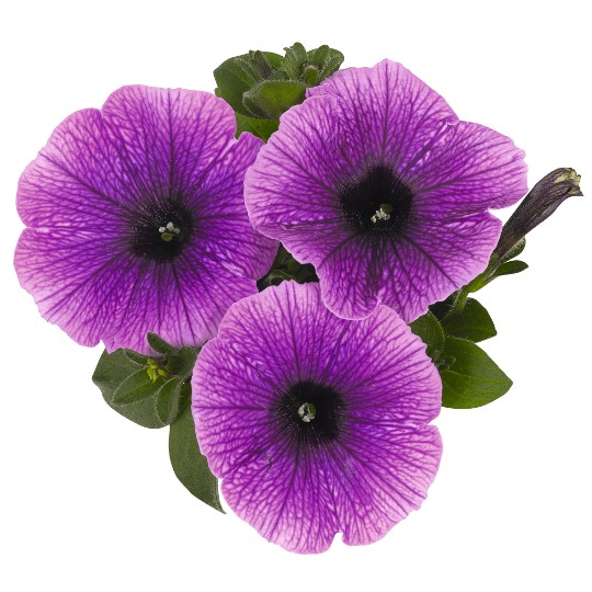 Surprise® Grape
