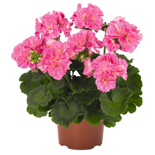 Survivor® Pink Batik