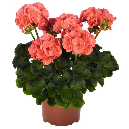 Survivor Idols® Coral